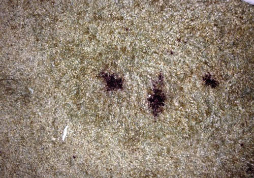 how to get hair out of carpet remove dye from carpet floor matttroy how to get hair out of carpet remove dye from carpet floor matttroy